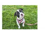 Adopt Penny a Boxer, Pit Bull Terrier