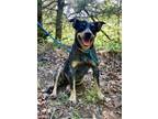 Adopt Lexie a Australian Cattle Dog / Blue Heeler