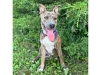 Adopt Miami a American Staffordshire Terrier, Mixed Breed