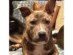 Adopt Miami a American Staffordshire Terrier, Mixed Breed