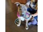 Adopt Miami a American Staffordshire Terrier, Mixed Breed