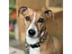 Adopt Gracie a Terrier, Mixed Breed