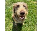 Adopt Macci a Labrador Retriever, Standard Poodle