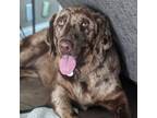 Adopt Bailey a Australian Shepherd, Labrador Retriever