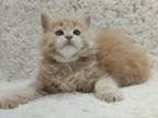 Umi Maine Coon Female Cream Tabby