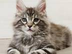 Dallas Maine Coon Male Black Silver Tabby