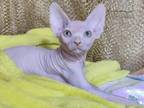 Archie Canadian Sphynx Male White