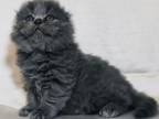 Baron Scottish Fold Male Blue