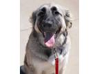 Adopt Dolly a Great Pyrenees, Mixed Breed