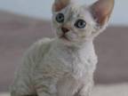 Yama Devon Rex Female Black Tabby Pointed