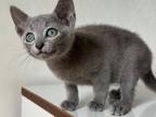 Paradise Russian Blue Male Blue