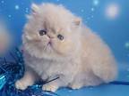 Alisa Persian Female Cream Tabby