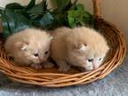 Sunny Kittens