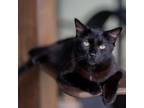 Adopt Selina a Domestic Short Hair