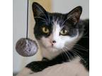 Adopt Shadow a Domestic Short Hair