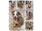 Adopt YAIZA a Cattle Dog, Mountain Cur