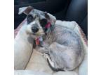 Adopt Marcie a Schnauzer