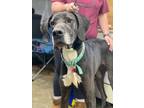 Adopt Nala a Great Dane