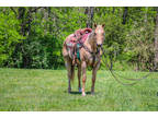 Youth and Beginner Safe Palomino Quarter Horse Mare, Trail Rides, Neck Reins
