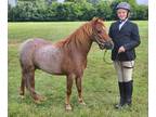 11H Talented Red Roan Trail Horse