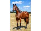 Dynamic Bay Gelding