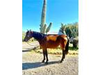 Gentle and broke 15 yr old Arab/Percheron Mare