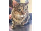 Adopt Nova a Domestic Short Hair