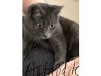 Adopt Aphrodite a Domestic Short Hair