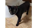Adopt Starry "Midnight" a Domestic Short Hair