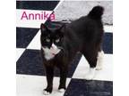 Adopt ANNIKA a Domestic Short Hair