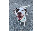 Adopt DOMINO a Pit Bull Terrier
