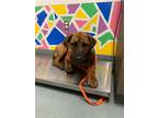 Adopt FIANNA a Hound, Labrador Retriever