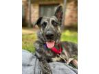 Adopt BAYLYNN a German Shepherd Dog, Collie