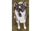 Adopt Sasha a Husky, Mixed Breed