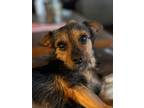 Adopt Marley Mc Scruff a Terrier, Yorkshire Terrier