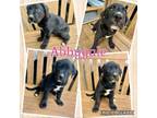 Adopt Abbygale a Mixed Breed