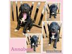 Adopt Annabell a Mixed Breed