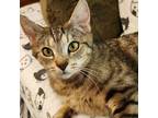 Adopt Eden a Domestic Short Hair