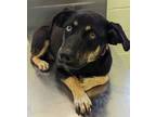 Adopt Sunshine a Shepherd, Mixed Breed