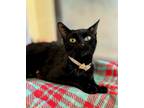 Adopt PEPPER a Domestic Short Hair