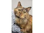 Adopt Mommy Kitty a Domestic Long Hair