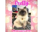 Adopt Pretty a Siamese, Domestic Long Hair