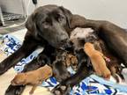 Adopt Jasmine a Husky, Labrador Retriever