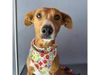 Adopt Vanessa a Rhodesian Ridgeback