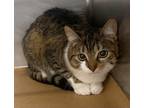 Adopt Jenny a Domestic Short Hair