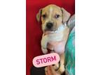 Adopt Storm a Terrier, Mixed Breed