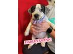 Adopt Harley Quinn a Terrier, Mixed Breed