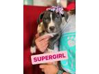 Adopt Super Girl a Terrier, Mixed Breed