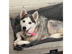 Adopt Bitsy a Husky