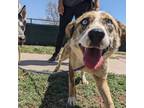 Adopt Wilma - LOVES dogs, people and snacks! a Australian Shepherd